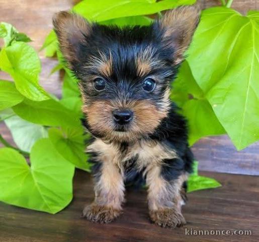 Je donne chiot Yorkshire 