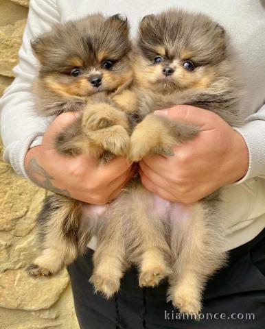 chiot spitz nain Poméranie 