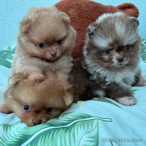 Chiot spitz allemand race pure 