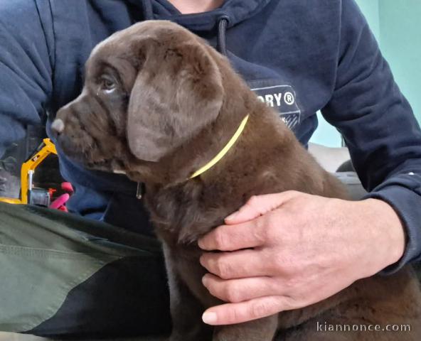 chiot a donner labrador chocolat femelle 