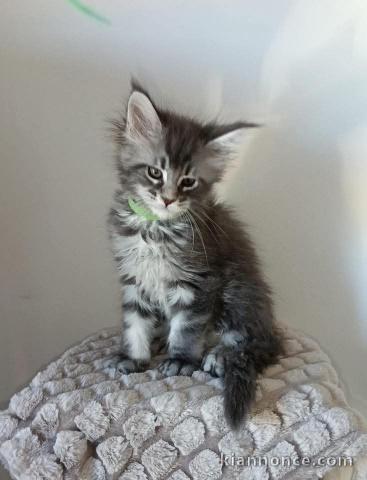 chaton a donner pour adoption 