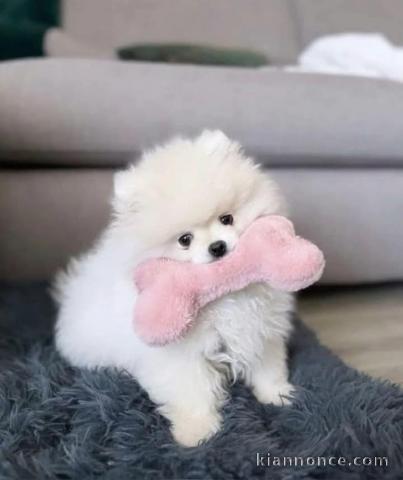 chiot spitz allemand race pure à donner 