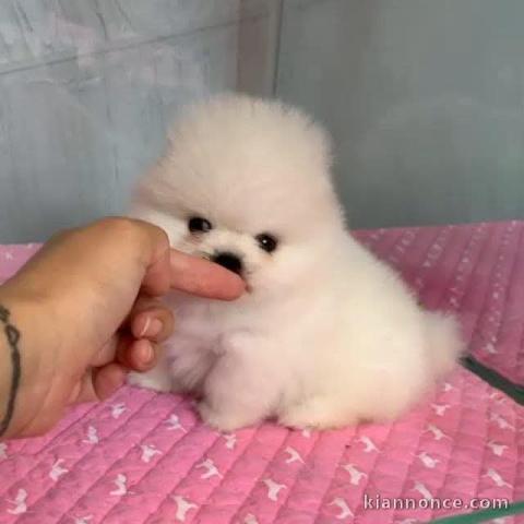 chiot spitz femelle à donner 