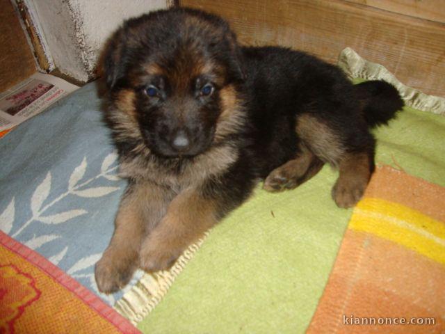 Chiot berger allemand à donner 