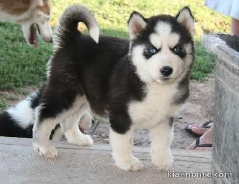 chiot pomsky mâle disponible 