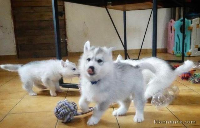 adorable chiot husky sibérien à donner 