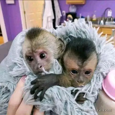 Bébé singe à adopter 