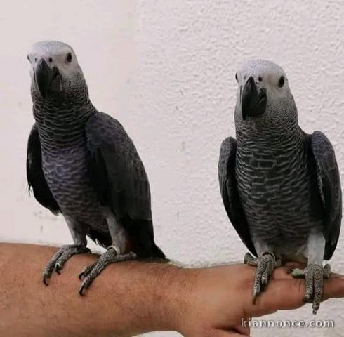 Perroquet gris Gabon adopter 