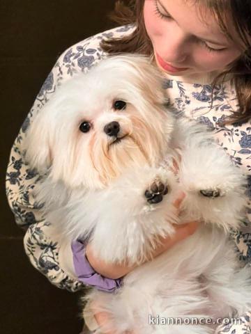 chiot bichon maltais mâle 