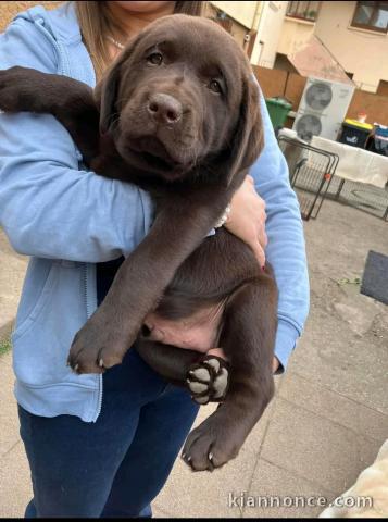chiot labrador retriever à donner 