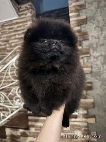 chiot spitz allemand race pure 