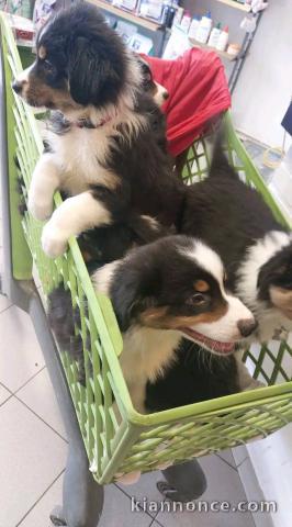 chiot berger australien lof a donner 