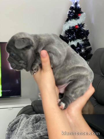 chiot bouledogue français mâle disponible 