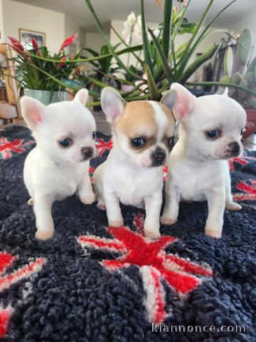 adoption chiot chihuahua disponible 