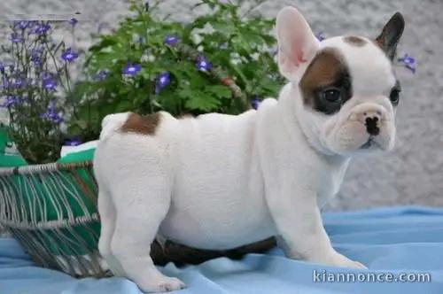 je donne chiot bouledogue français 