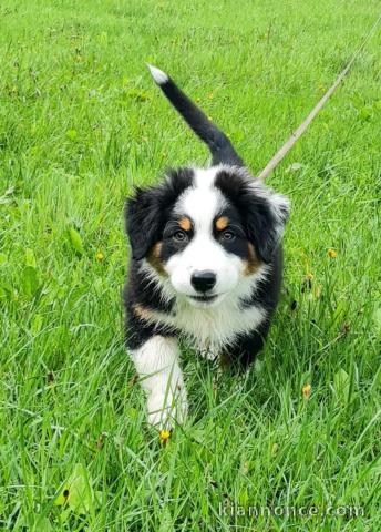 Adorable chiot berger australien 