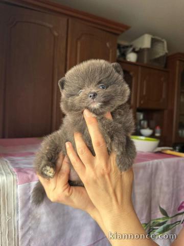 adorable chiot spitz allemand 