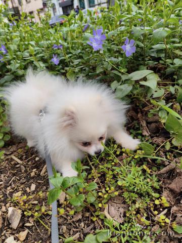 Chiot spitz nain disponible 