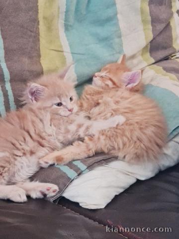chaton Maine coon a donner 