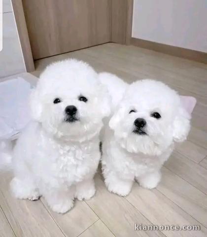 Dons chiot bichon maltais disponible 