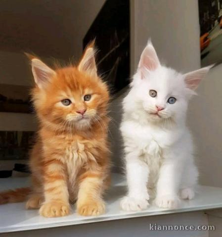 chaton Maine coon à donner 