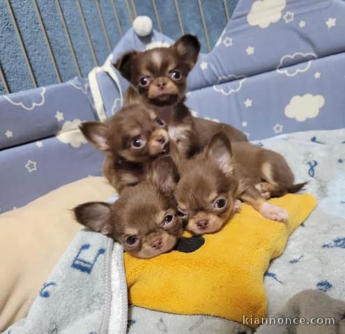 Adoption chiot chihuahua disponible 
