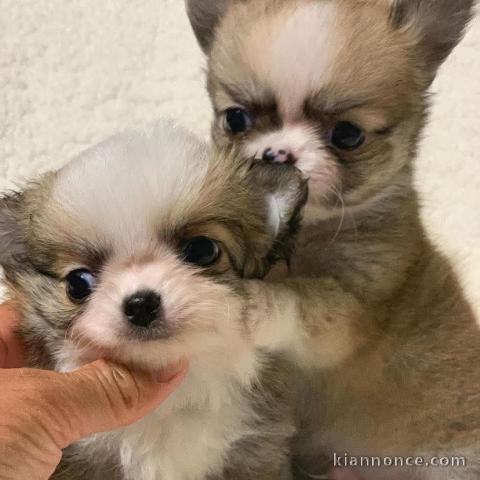 chiot chihuahua disponible 