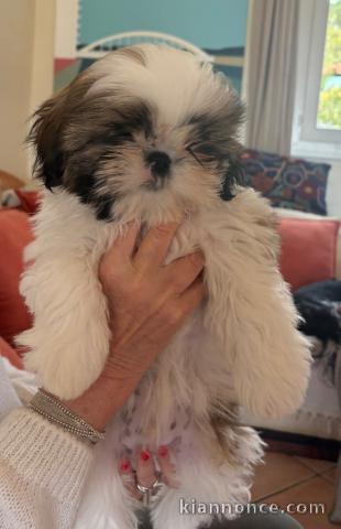 chiot Shih Tzu disponible 