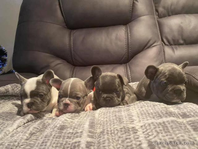 Dons chiot bouledogue français disponible 