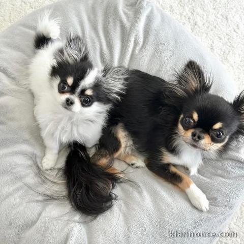 Dons chiot chihuahua disponible 