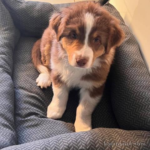 chiot berger australien disponible 