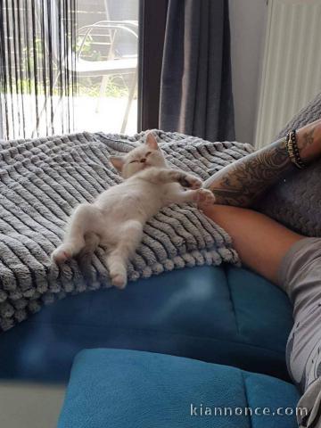 Chaton disponible pour adoption 