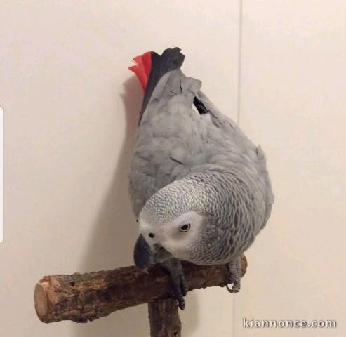 Bébé perroquet gris Gabon adopter 