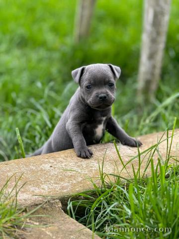 Je donne chiot staffie disponible 