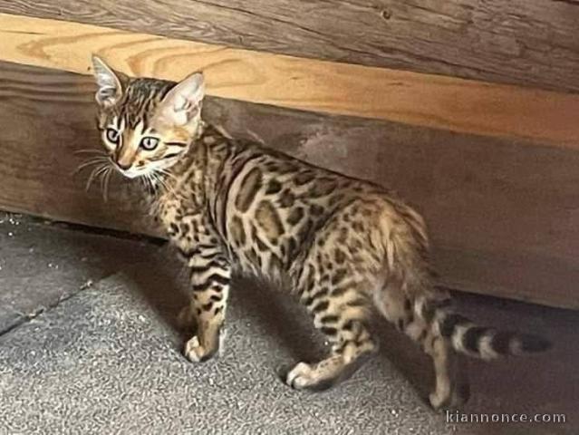 À adopter chaton Bengal 