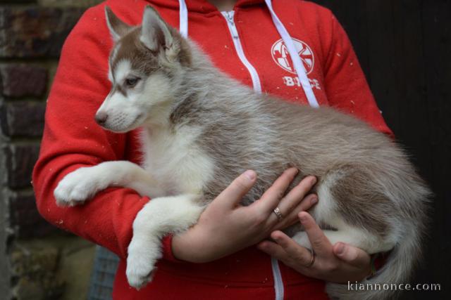 chiot husky sibérien pour adoption 