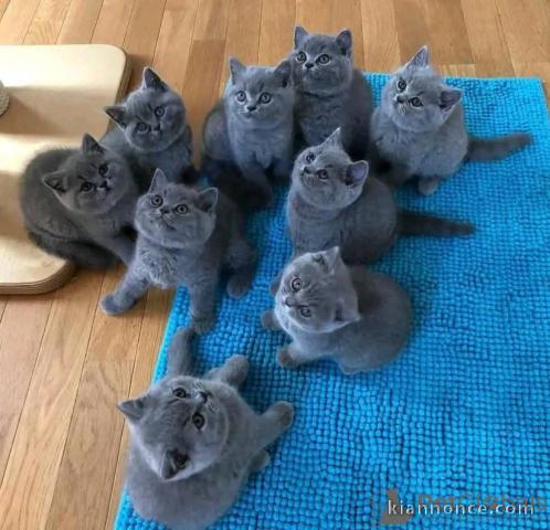 Je donne chaton chartreux disponible 