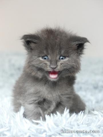 Chaton Maine coon adorable 