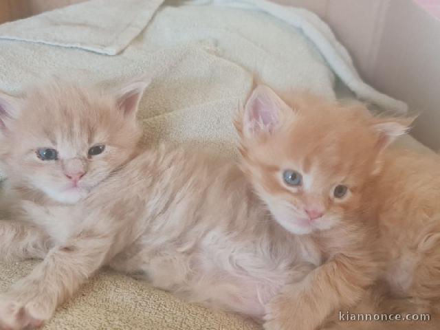 Chaton Maine coon a donner 