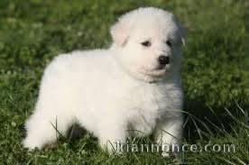 chiot berger blanc suisse a donner 