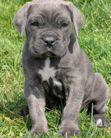 Bébé chiot Cane Corso adorable 