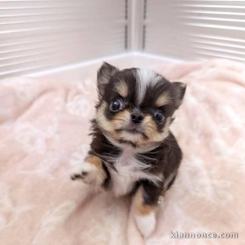 chiot chihuahua a donner 