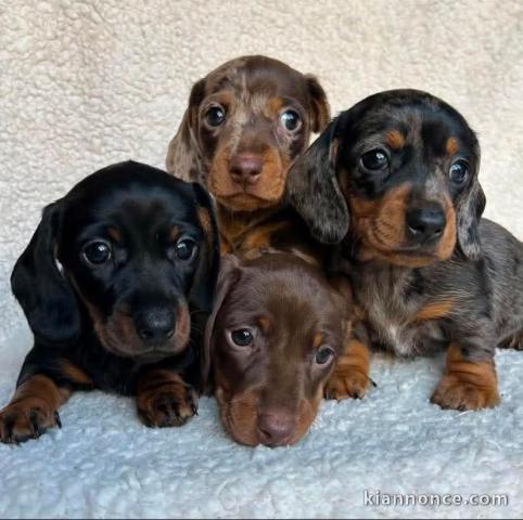 Dons chiot Teckels nain 