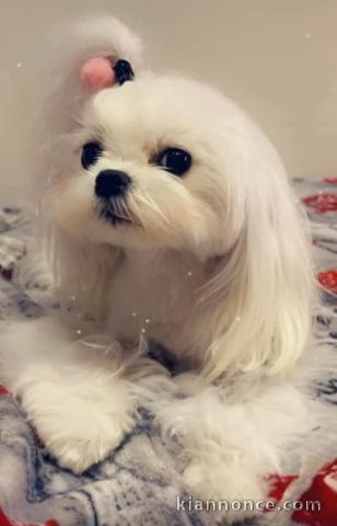 chiot bichon maltais adulte a donner 