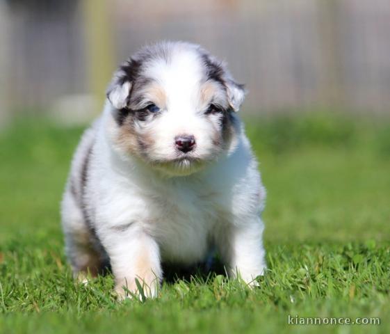 Bébé chiot berger australien lof 