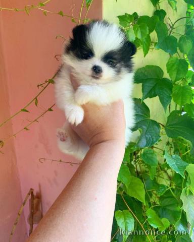 chiot spitz nain Poméranie a donner 