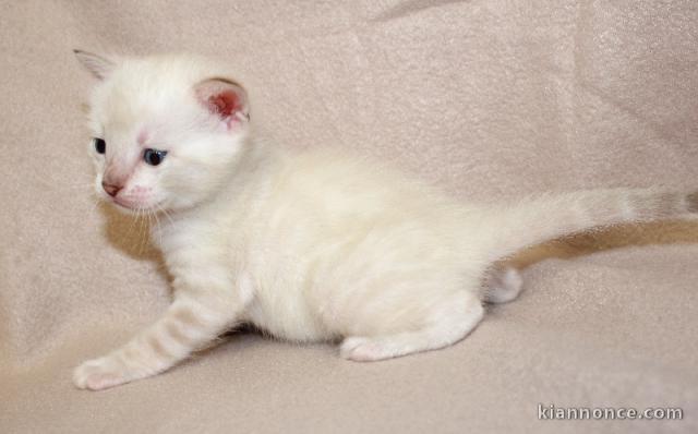 chaton Bengal femelle a donner 