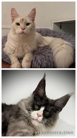 Bébé chaton Maine coon adorable 