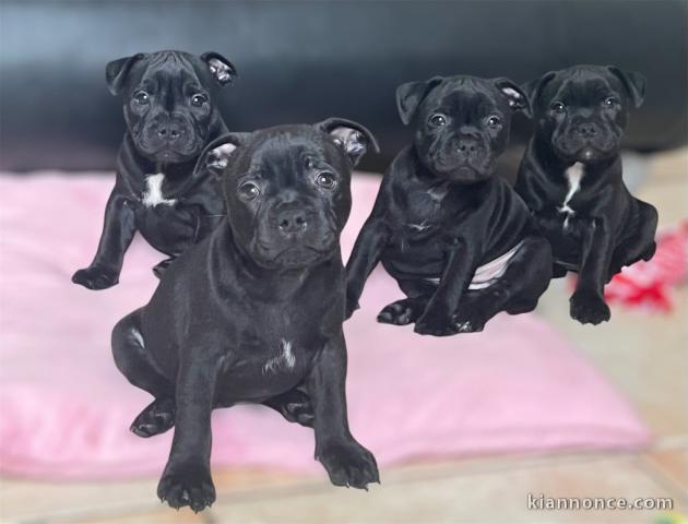 chiot staffie disponible contacter moi 