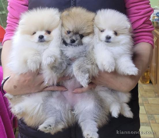 chiot spitz allemand à donner 